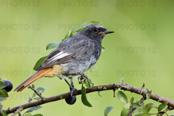 Black Redstart (Phoenicurus ochruros) male, St. Gallen, Switzerland