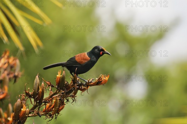 North Island Saddleback (Philesturnus rufusater), Nordinsel, New Zealand