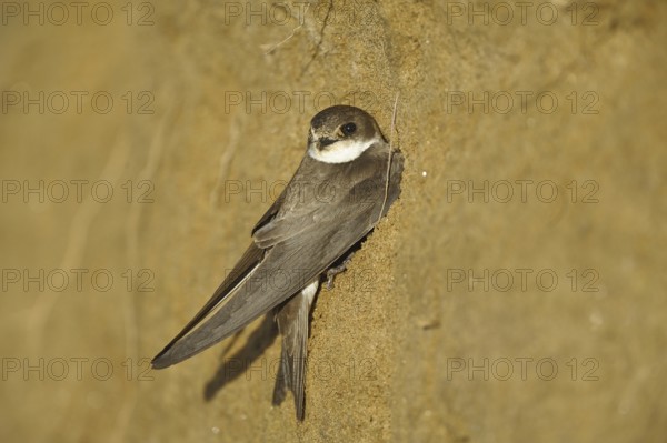 Uferschwalbe (Riparia riparia) Sand Martin