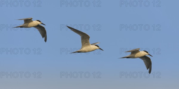 Sandwich Tern (Thalasseus sandvicensis) flying, Eilat, Israel