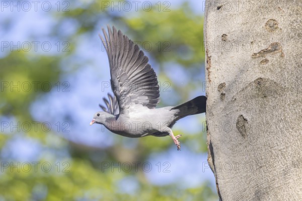 Stock Dove (Columba oenas) taking flight, North Rhine-Westphalia, Germany