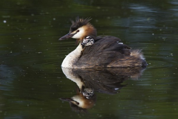 Great Crested Grebe (Podiceps cristatus) chick, South Holland, Netherlands