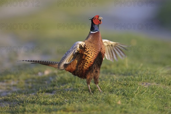 Common Pheasant (Phasianus colchicus) male mating, Lower Saxony, Germany