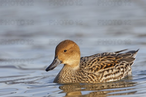 Northern Pintail (Anas acuta) female, Baden-Wuerttemberg, Germany