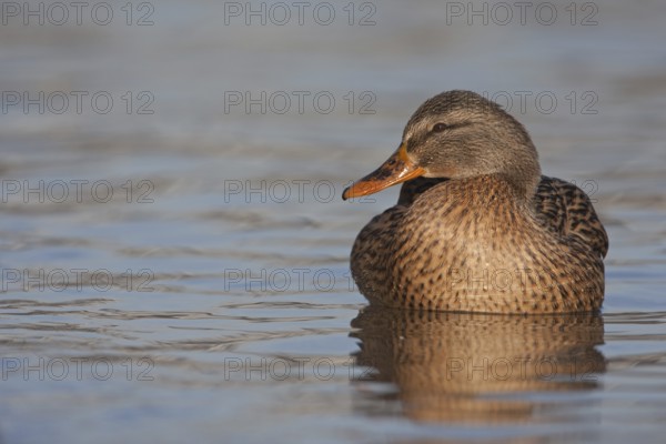Mallard (Anas platyrhynchos) female, Baden-Wuerttemberg, Germany