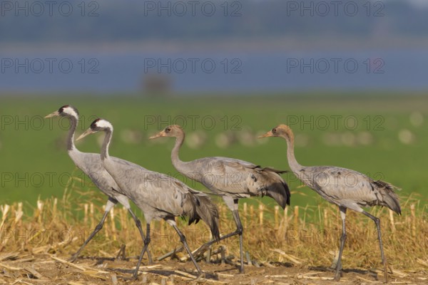 Common Crane (Grus grus) foraging, Mecklenburg-Western Pomerania, Germany