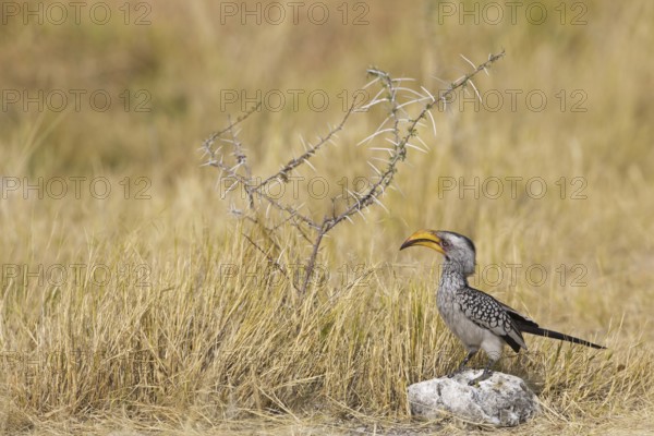 Southern Yellow-billed Hornbill (Tockus leucomelas), Oshikoto, Etosha National Park, Namibia
