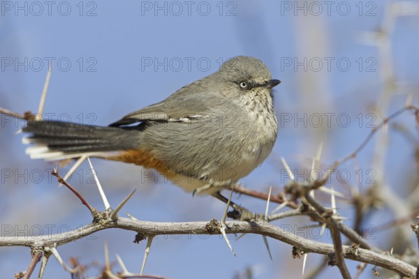 Chestnut-vented Warbler (Sylvia subcoerulea), Northern Cape, Kgalagadi Transfrontier Park, South Africa