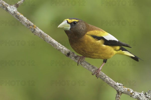 Evening Grosbeak (Hesperiphona vespertina) male, British Columbia, Canada