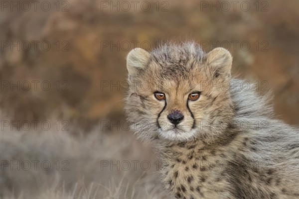 Cheetah (Acinonyx jubatus) lovely and cute cub close-up, Philippolis, South Africa