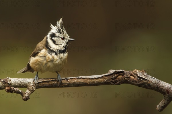 European Crested Tit (Lophophanes cristatus), Utrecht, Netherlands