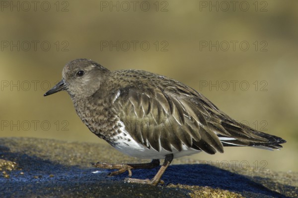 Black Turnstone (Arenaria melanocephala), California, USA
