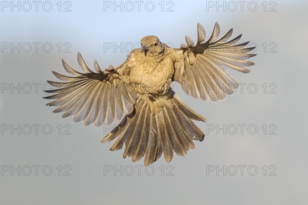 Curve-billed Thrasher (Toxostoma curvirostre) flying, Arizona, USA