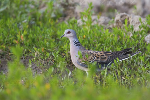 European Turtle Dove (Streptopelia turtur), Hungary