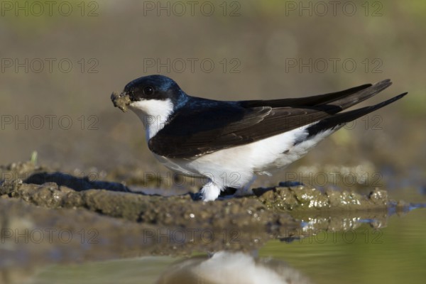 Common House Martin (Delichon urbicum), Baden-Wuerttemberg, Germany