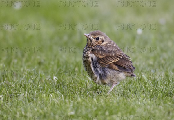 Song Thrush (Turdus philomelos) juvenile, Schleswig-Holstein, Germany