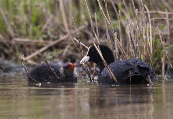 Eurasian Coot (Fulica atra) juvenile, Schleswig-Holstein, Germany