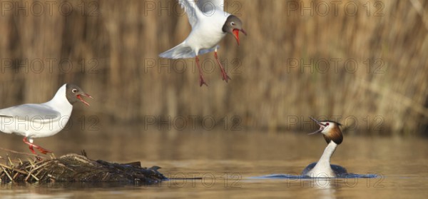 Black-headed Gull & Crested Grebe (Chroicocephalus ridibundus & Podiceps cristatus), Vorarlberg, Austria