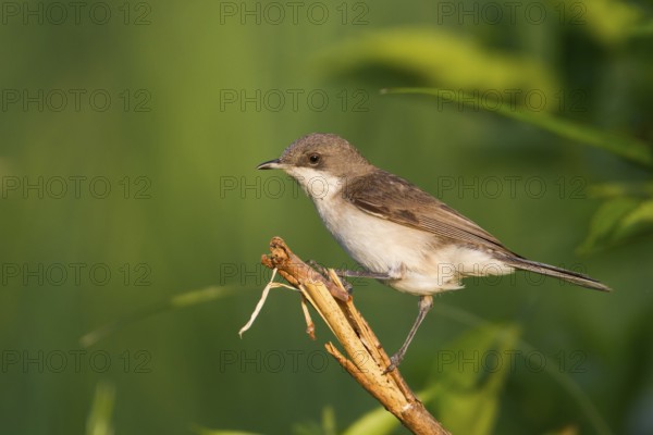 Lesser Whitethroat (Sylvia curruca), Burgenland, Austria