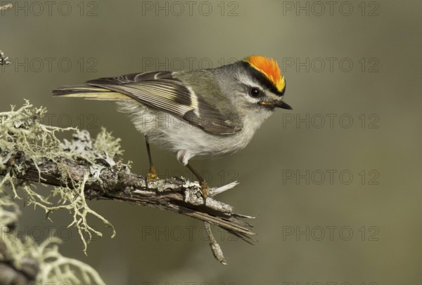 Golden-crowned Kinglet (Regulus satrapa), Michigan, USA