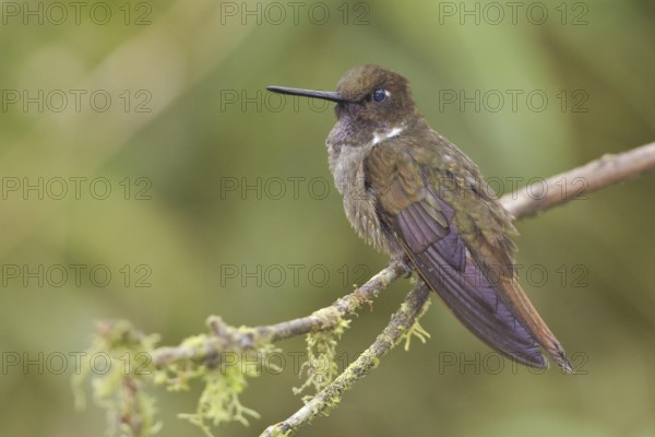 Brown Inca (Coeligena wilsoni), Ecuador