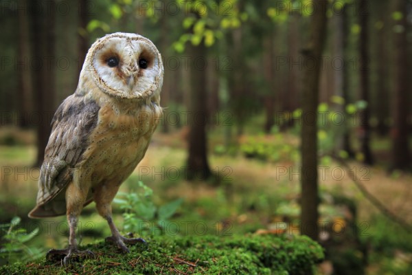 Barn owl, Tyto alba, sitting on the green moss stone in forest at the evening - photo with wide lens including habitat. Wildlife scene in nature habitat. Bird with forest and grass meadow