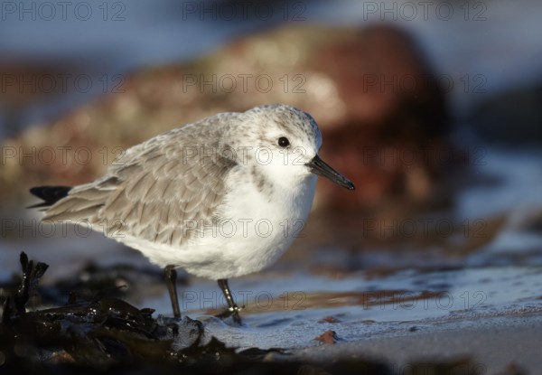 Sanderling (Calidris alba) foraging, Schleswig-Holstein, Germany