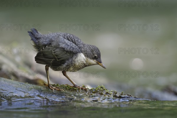 White-throated Dipper (Cinclus cinclus) juvenile foraging, North Rhine-Westphalia, Germany
