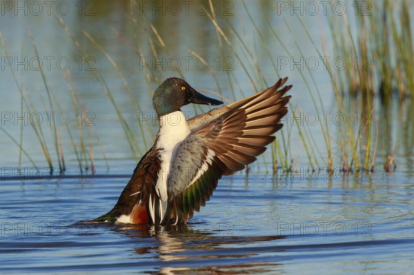 Northern Shoveler (Spatula clypeata) male flapping, Mallorca, Spain