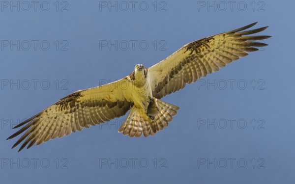 Fischadler (Pandion haliaetus) im Flug mit Beute