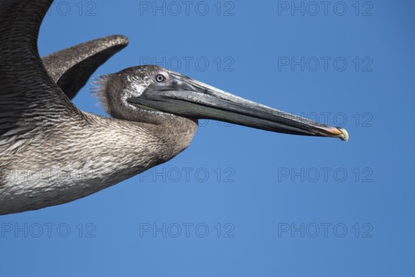 Brown Pelican (Pelecanus occidentalis) juveniles flying, Santa Rosa, Guatemala