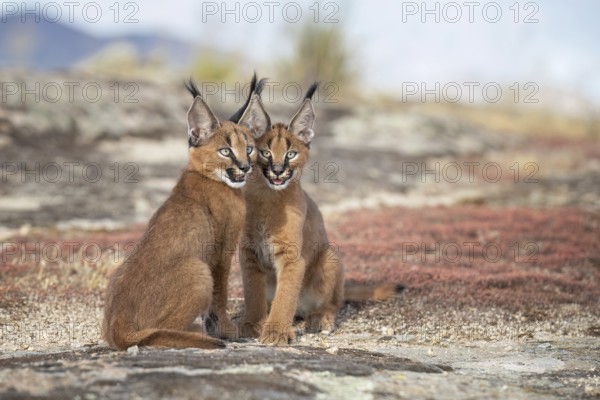 Caracal (Caracal caracal) two cubs sitting close next to each other, Castile-La Mancha, Spain