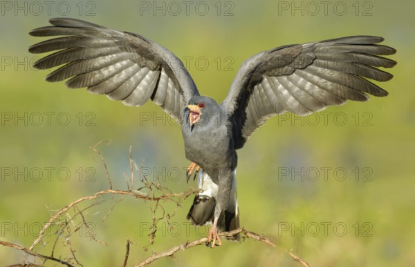 Snail Kite (Rostrhamus sociabilis) flying, Florida, USA
