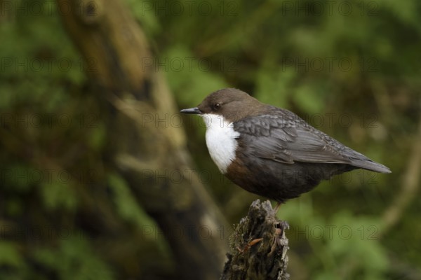 White-throated Dipper (Cinclus cinclus), North Rhine-Westphalia, Germany
