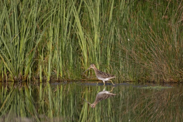 Common Snipe (Gallinago gallinago) foraging, Saxony, Germany