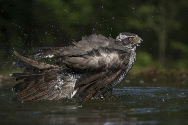 Northern Goshawk (Accipiter gentilis) bathing at a waterhole, Subotica, Serbia