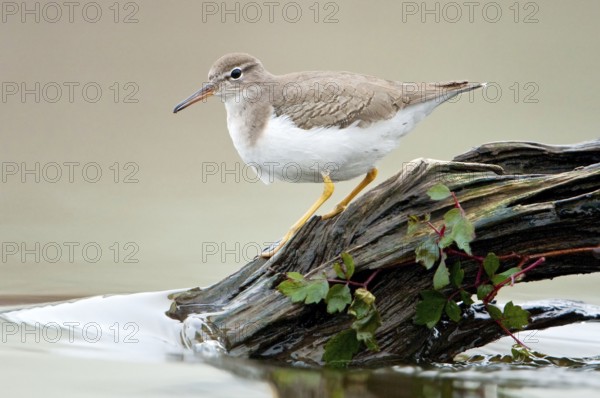 Spotted Sandpiper (Actitis macularius), Texas, USA