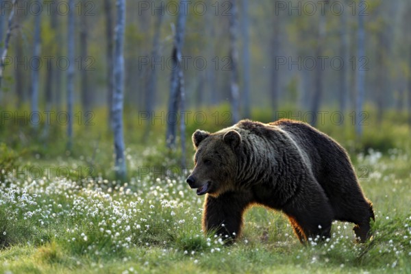 Brown bear walking in forest, morning light. Dangerous animal in nature taiga and meadow habitat. Wildlife scene from Finland near Russian border. Cotton grass bloom around the lake, summer