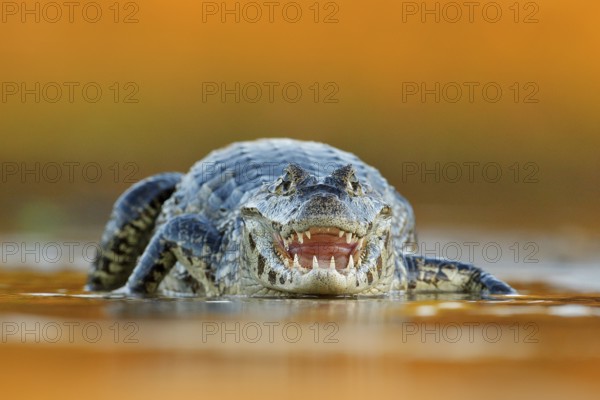 Yacare Caiman, crocodile with open muzzle with big teeth, Pantanal, Brazil. Detail portrait of danger reptile