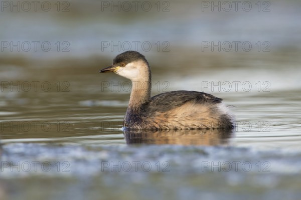 Australasian Grebe (Tachybaptus novaehollandiae), Victoria, Australia