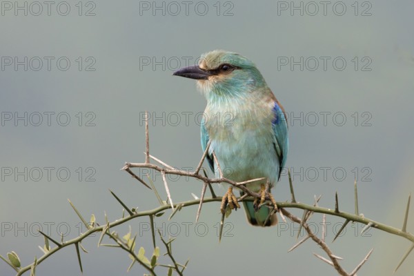 European Roller (Coracias garrulus) perched on a thorny branch, Serengeti, Tanzania