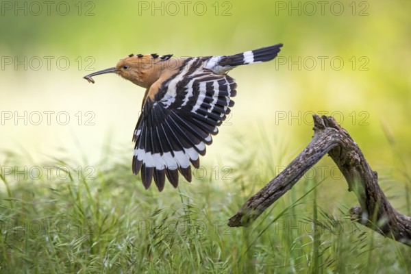 Eurasian Hoopoe (Upupa epops) flying with food in beak, Saxony-Anhalt, Germany