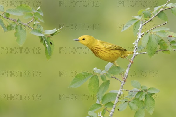 American Yellow Warbler (Setophaga aestiva) perched on a branch, Texas, USA