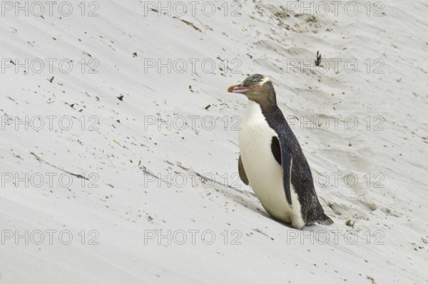 Yellow-eyed Penguin (Megadyptes antipodes), New Zealand