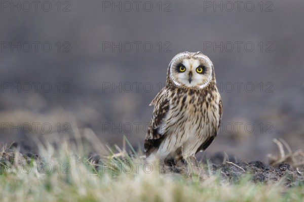 Short-eared Owl (Asio flammeus), Netherlands
