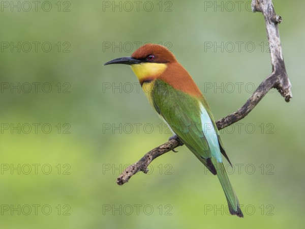 Chestnut-headed Bee-eater (Merops leschenaulti), Sri Lanka