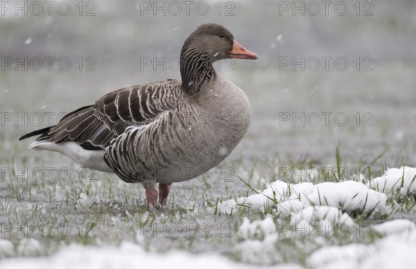 Greylag Goose (Anser anser), Lower Saxony, Germany