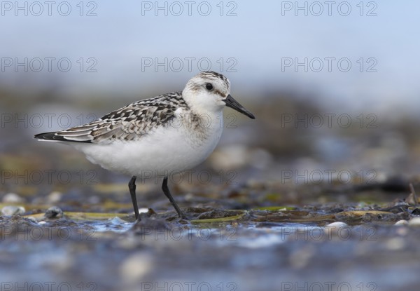 Sanderling (Calidris alba) foraging, Mecklenburg-Western Pomerania, Germany