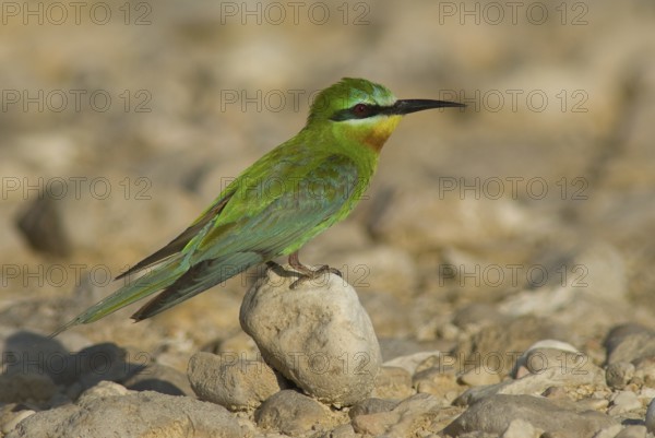 Blue-cheeked Bee-eater (Merops persicus), Oman