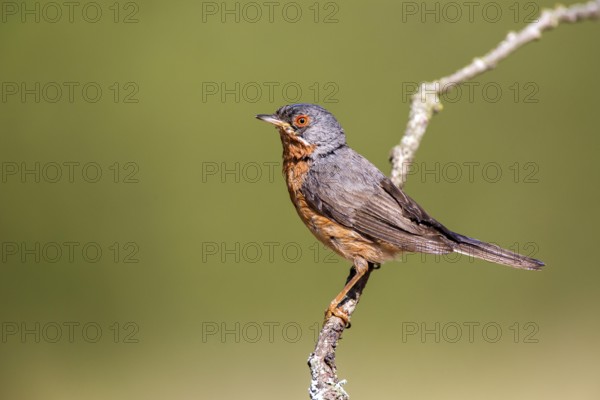 Subalpine Warbler (Sylvia cantillans) male, Castile and Leon, Spain